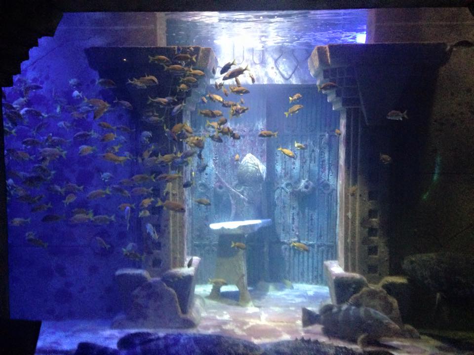 11018780_10153119889682556_5085586025968518424_n